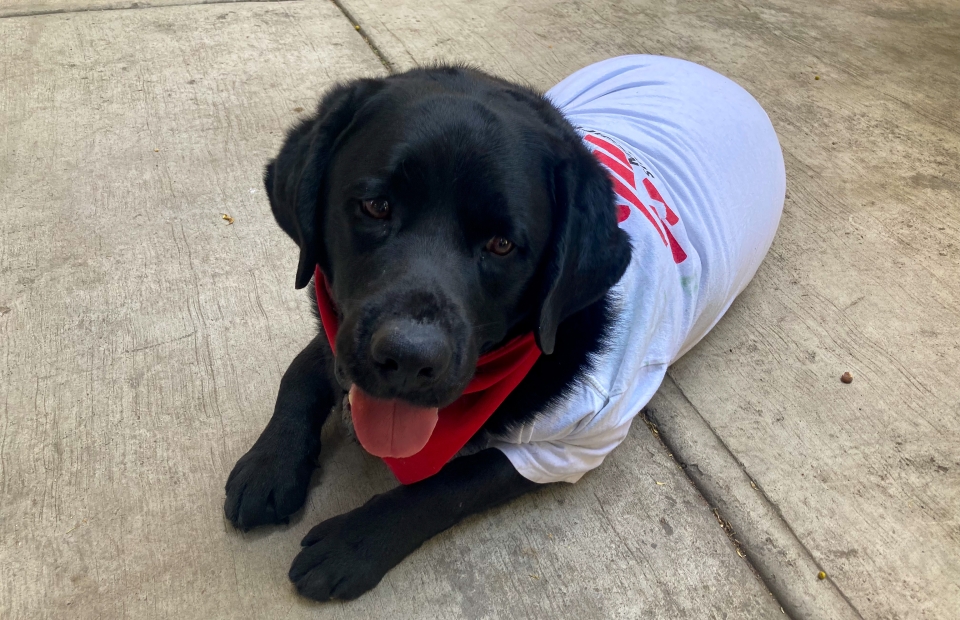 Une photo d'Onnie le labrador